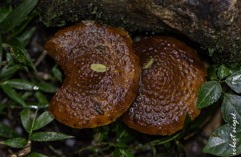 fungus - madagascar